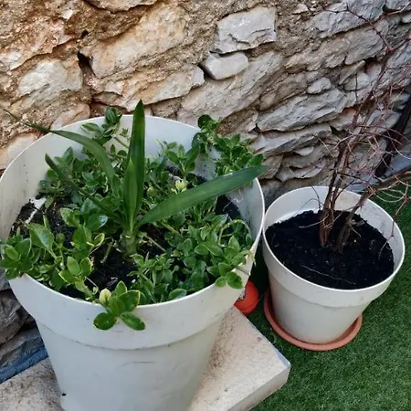 Milin By The Sea-zadar-diklo Apartment *